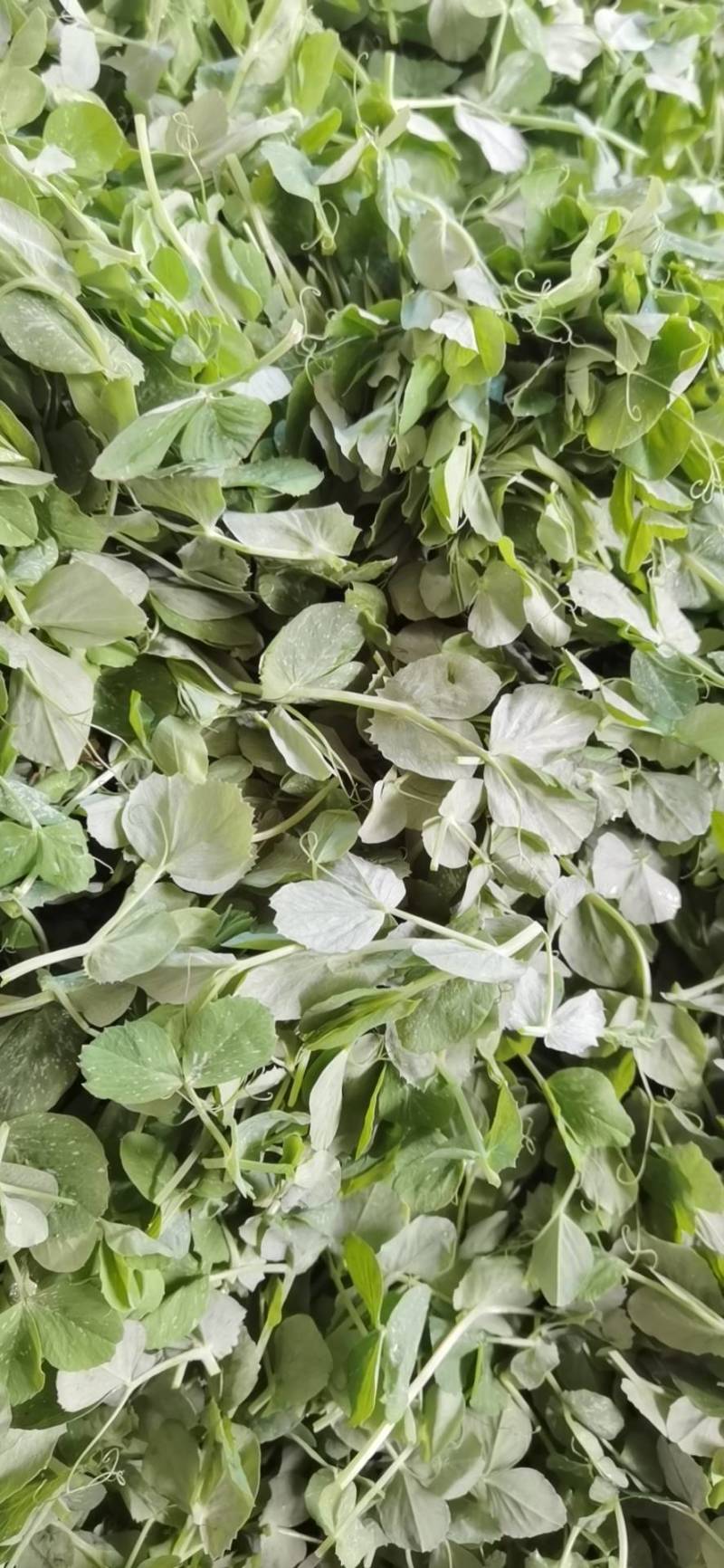 东台豌豆苗豌豆头标准一叶心大面积种植