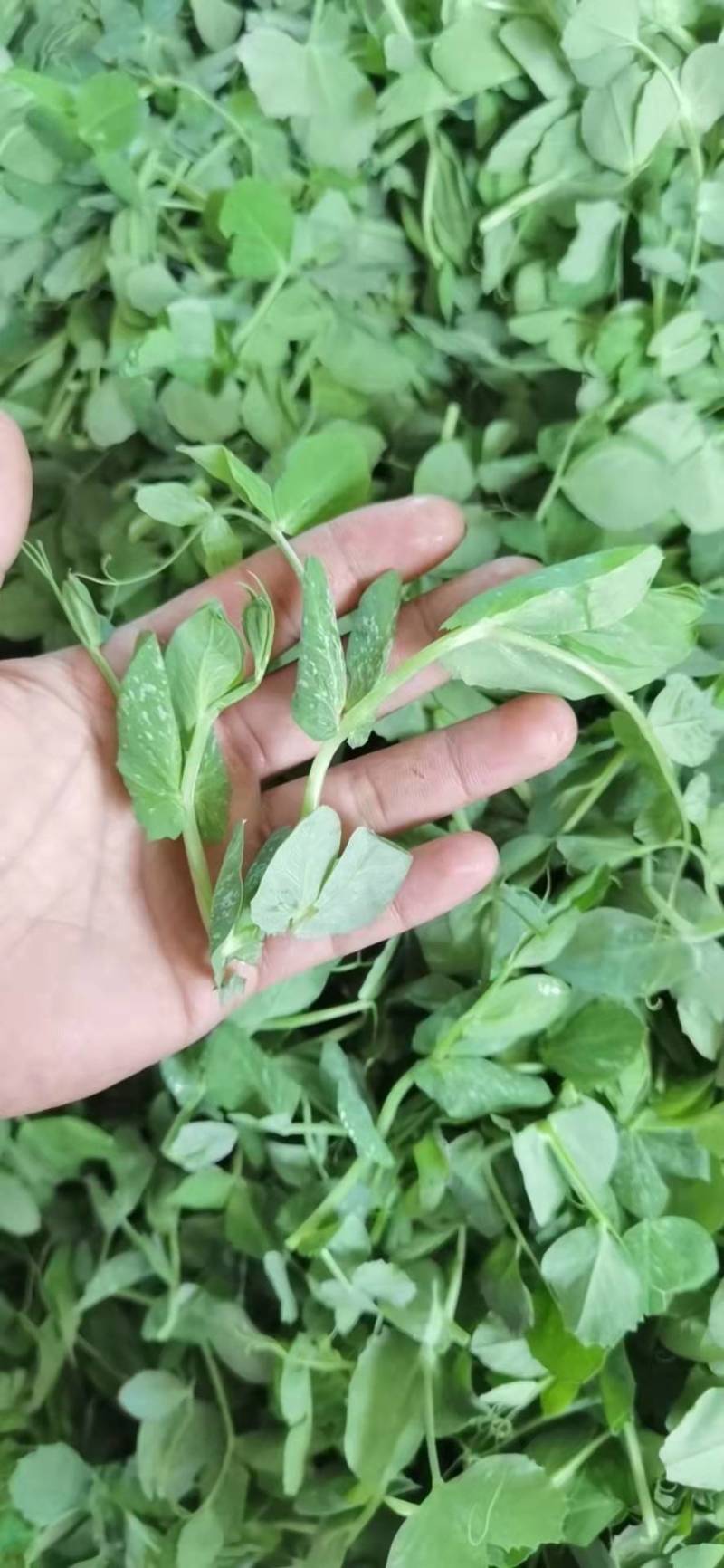 东台豌豆苗豌豆头标准一叶心大面积种植