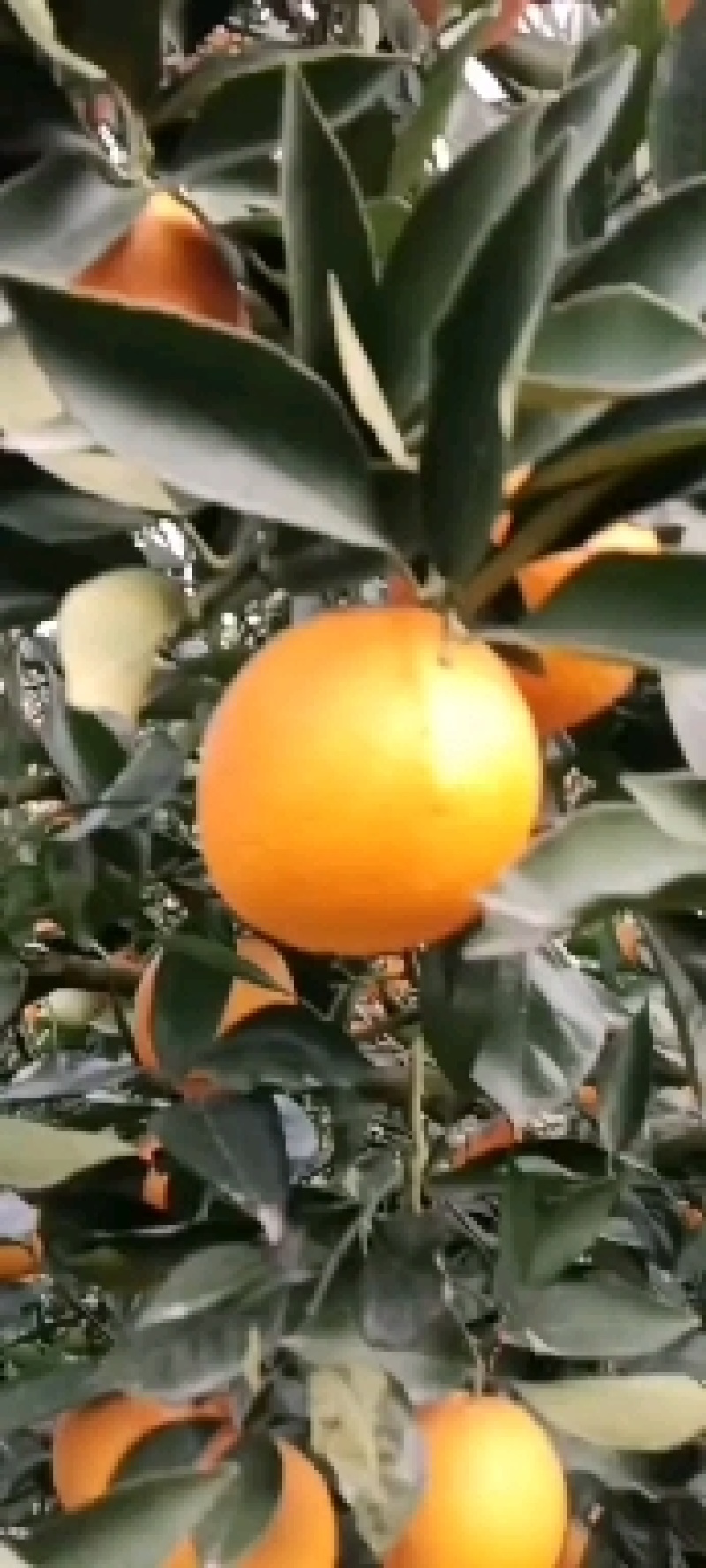 黄精种苗