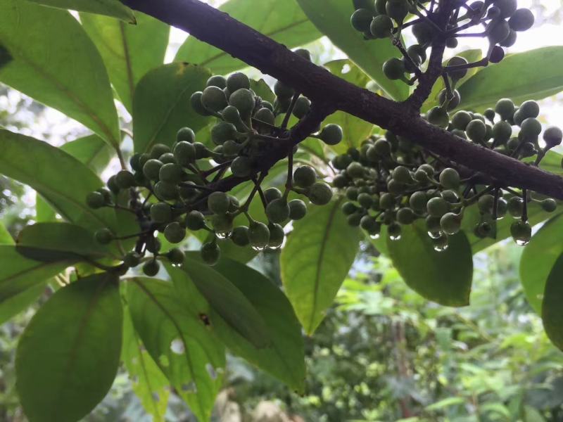 特优1号山苍子苗