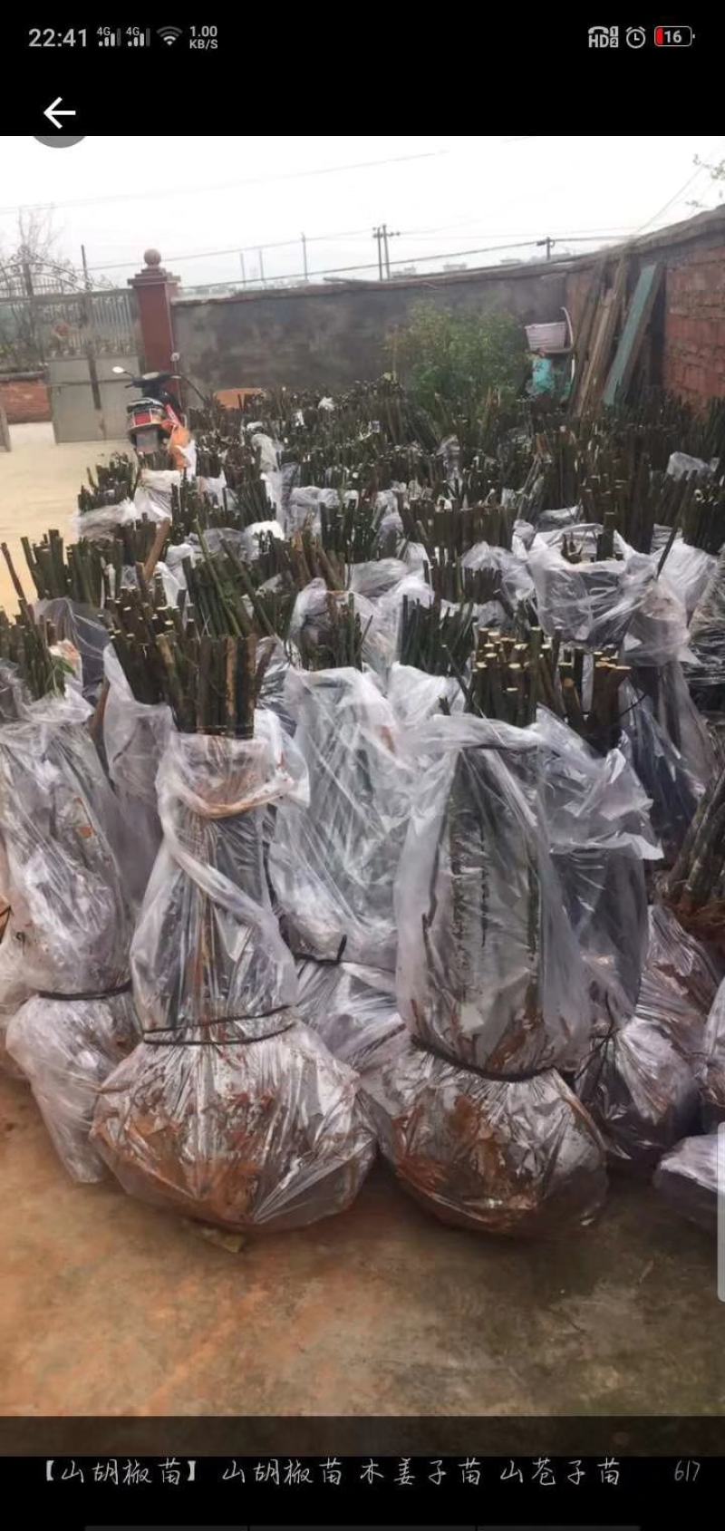 特优1号山苍子苗