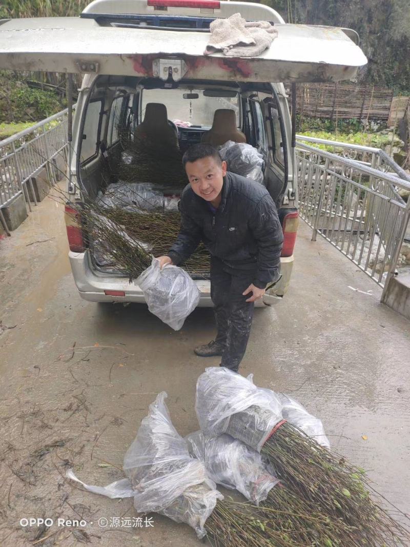 特优1号山苍子苗
