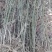 特优1号山苍子苗