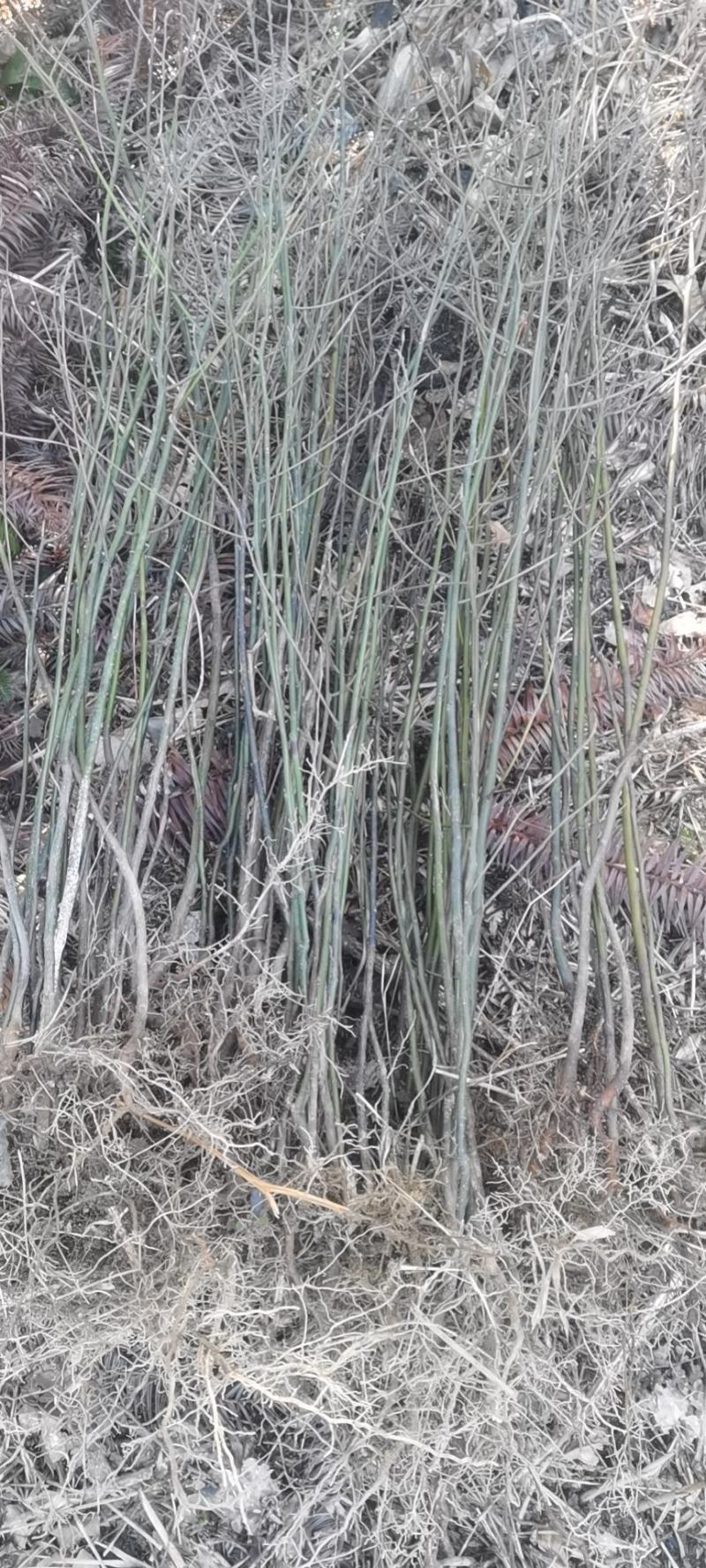 特优1号山苍子苗