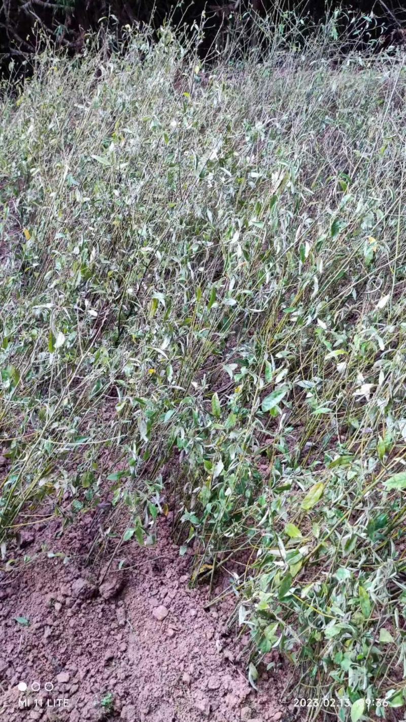 特优1号山苍子苗