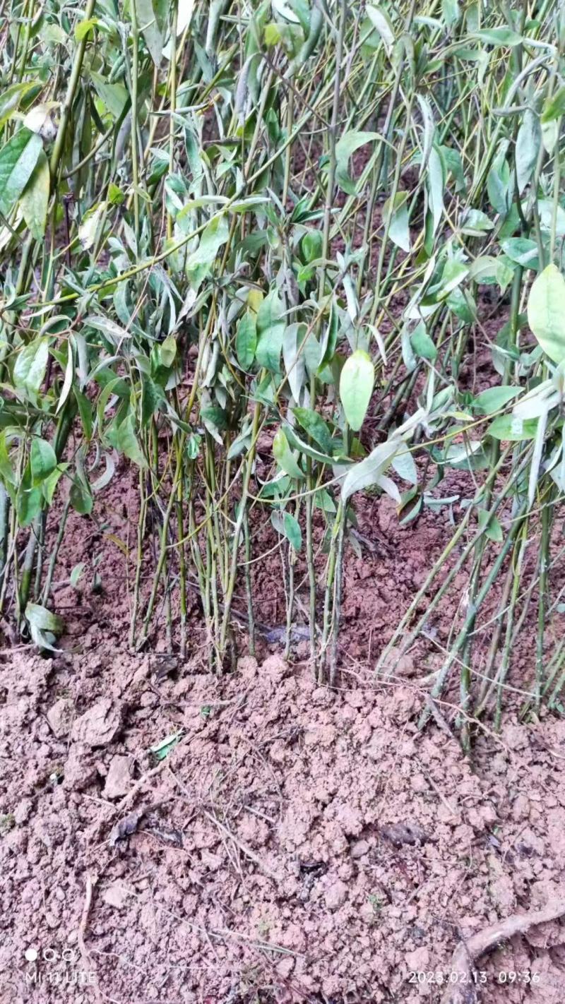 特优1号山苍子苗