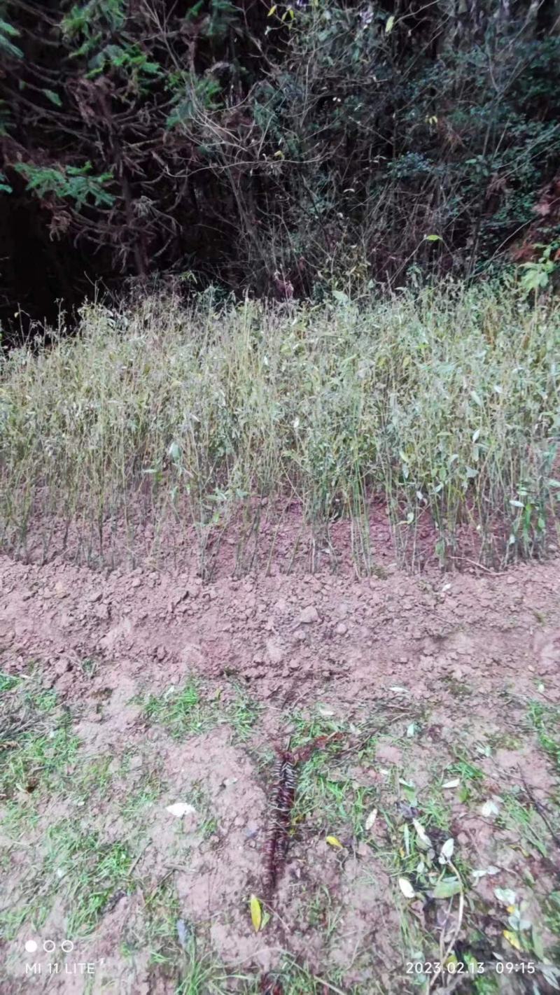 特优1号山苍子苗