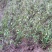 特优1号山苍子苗
