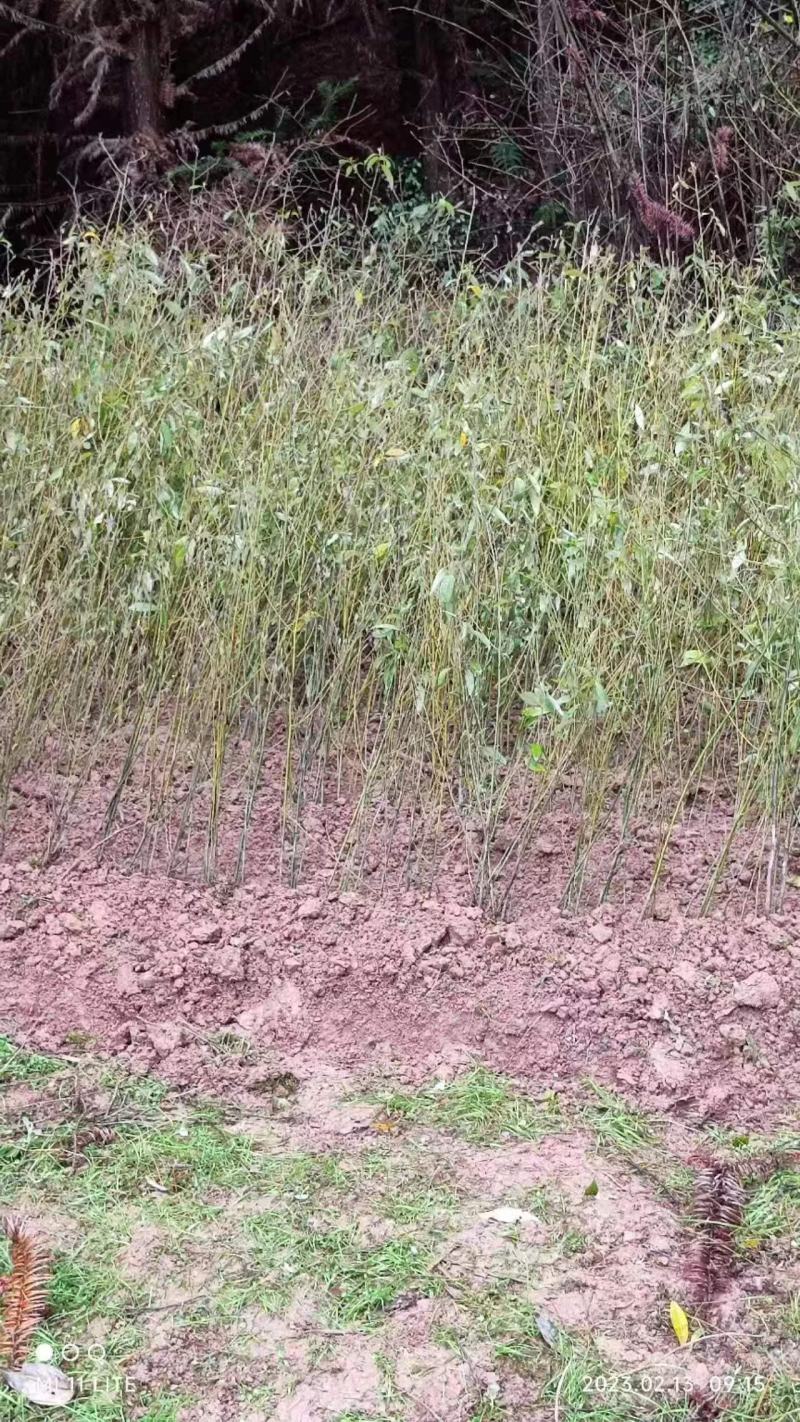 特优1号山苍子苗