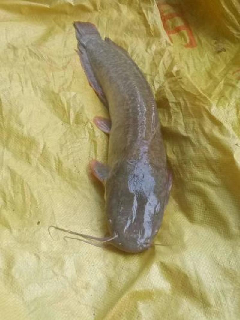 出售20万斤埃及塘虱