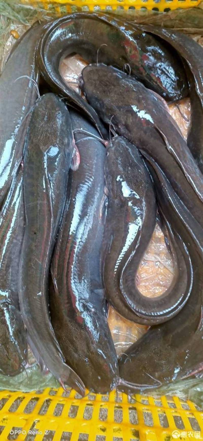 出售20万斤埃及塘虱