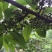 特优1号山苍子苗