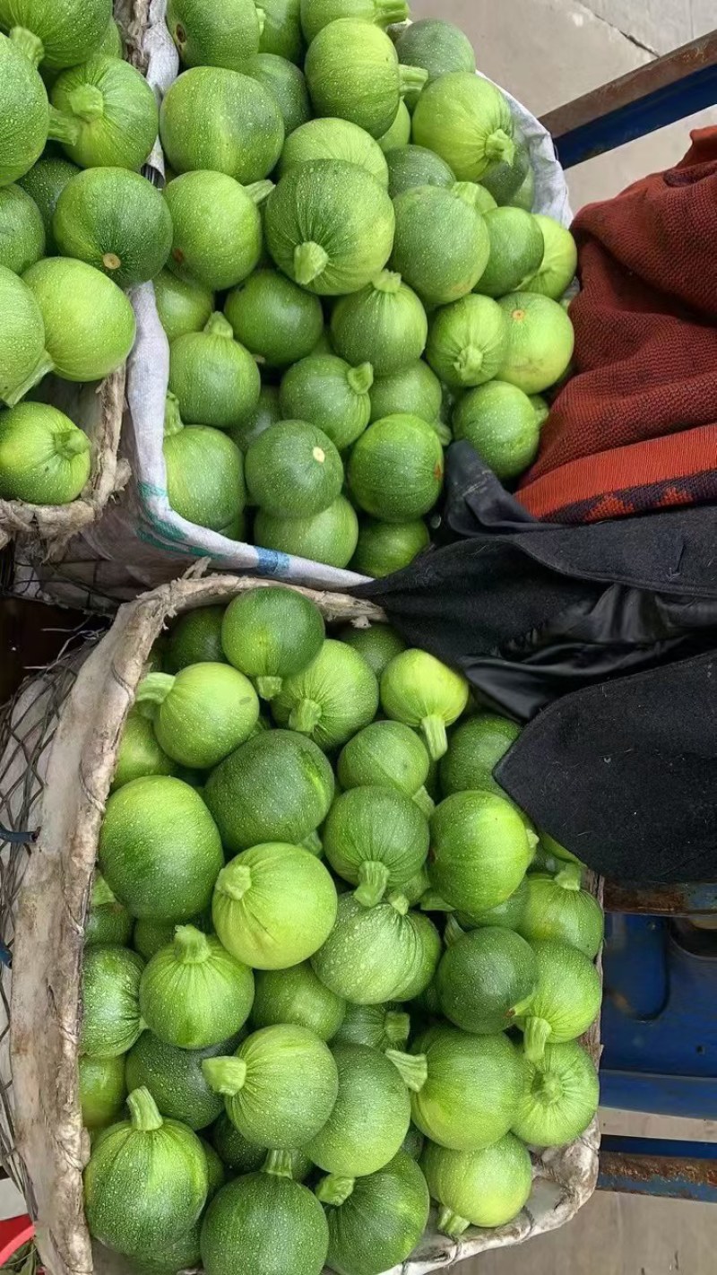 珍珠瓜园瓜