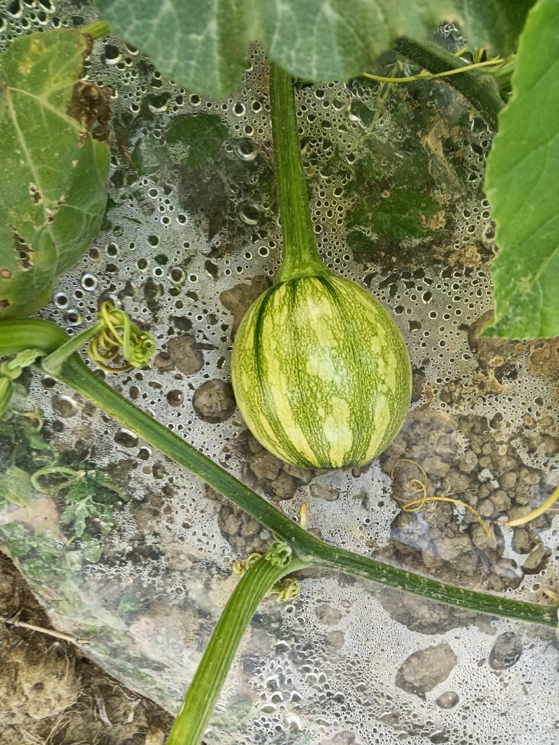 珍珠瓜园瓜