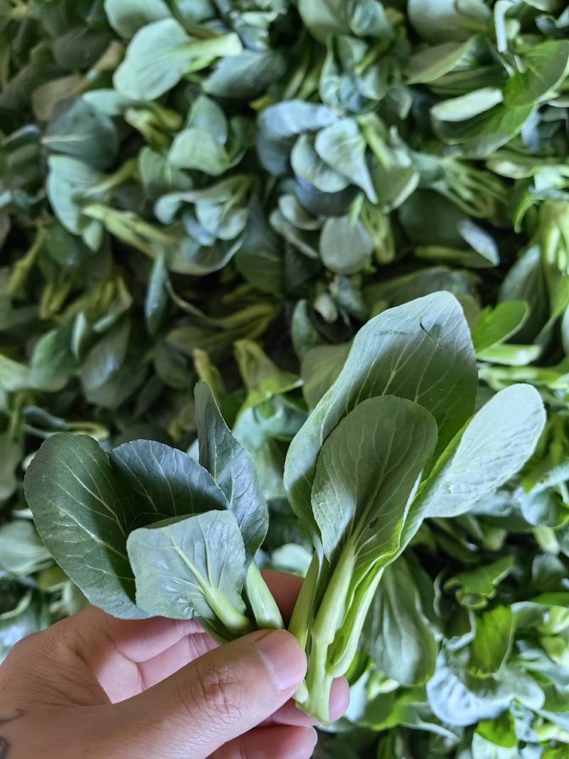 【精品】东台青菜苔新鲜霜冻青菜苔苏州青菜苔产地货源