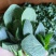 【精品】东台青菜苔新鲜霜冻青菜苔苏州青菜苔产地货源