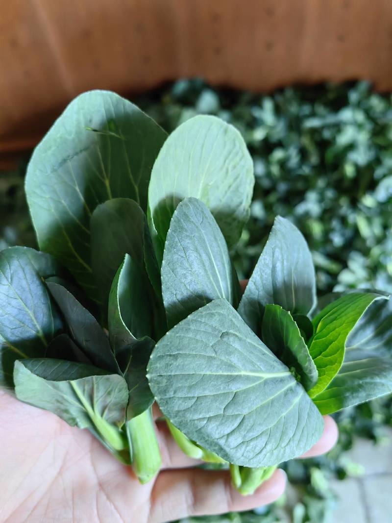 【精品】东台青菜苔新鲜霜冻青菜苔苏州青菜苔产地货源