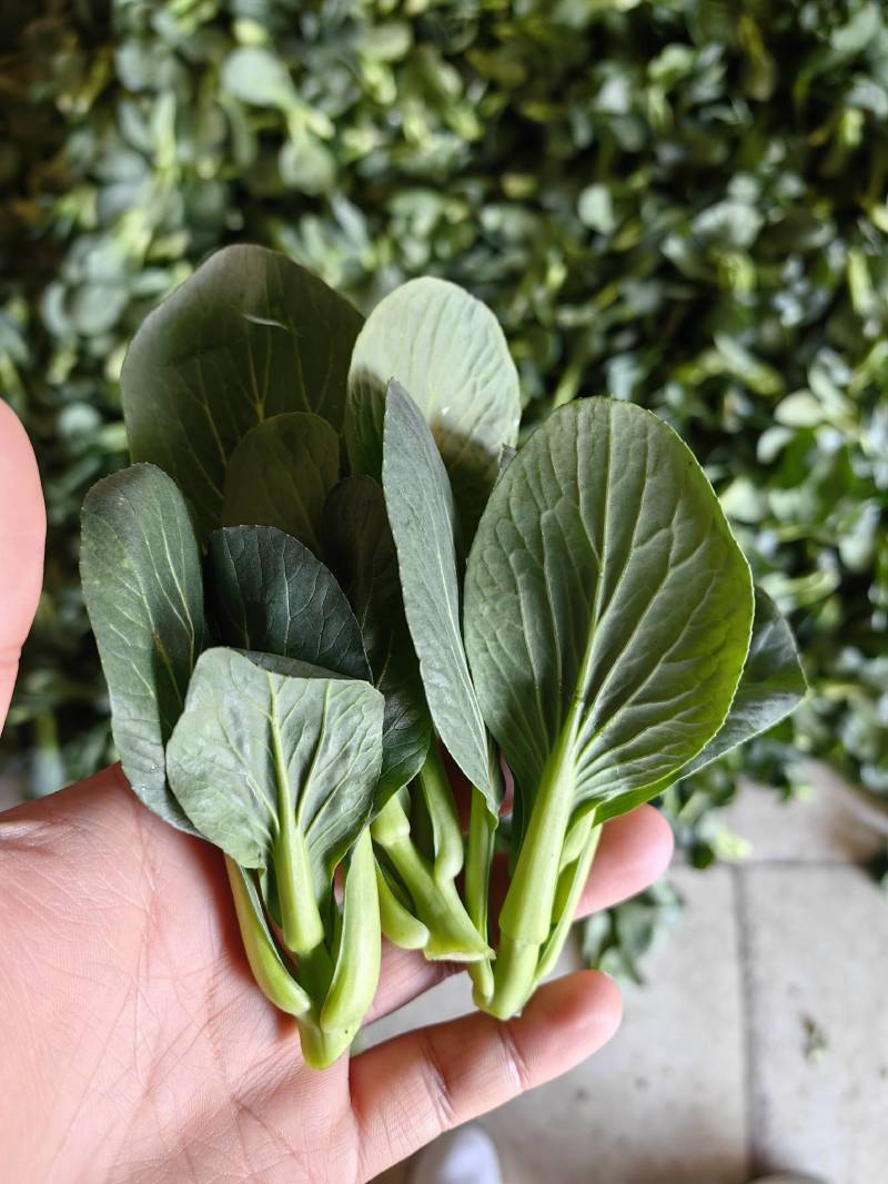 【精品】东台青菜苔新鲜霜冻青菜苔苏州青菜苔产地货源