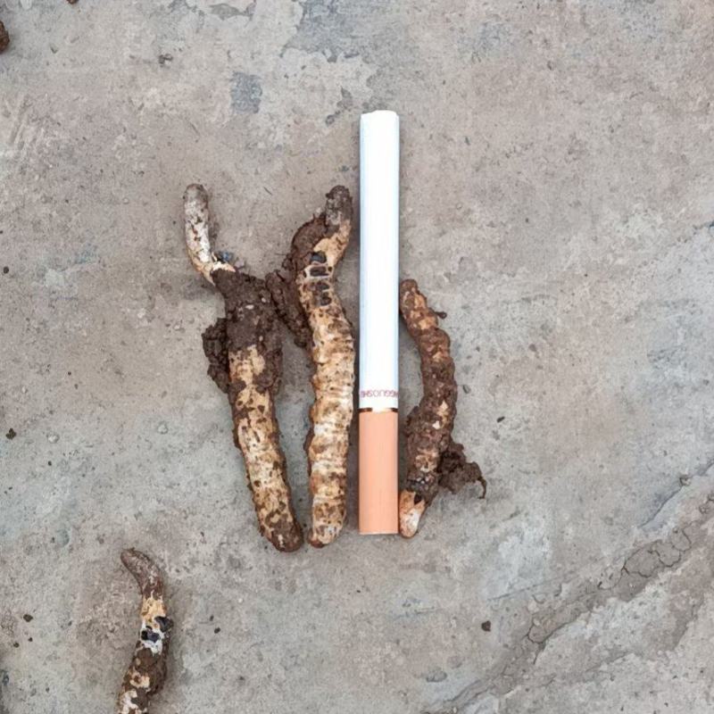 贵州虫草