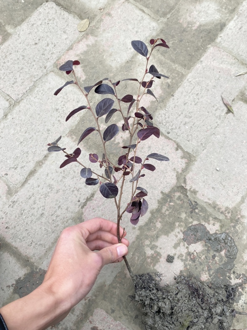 【红花继木】成都红继木苗产地现货速发，全国发货