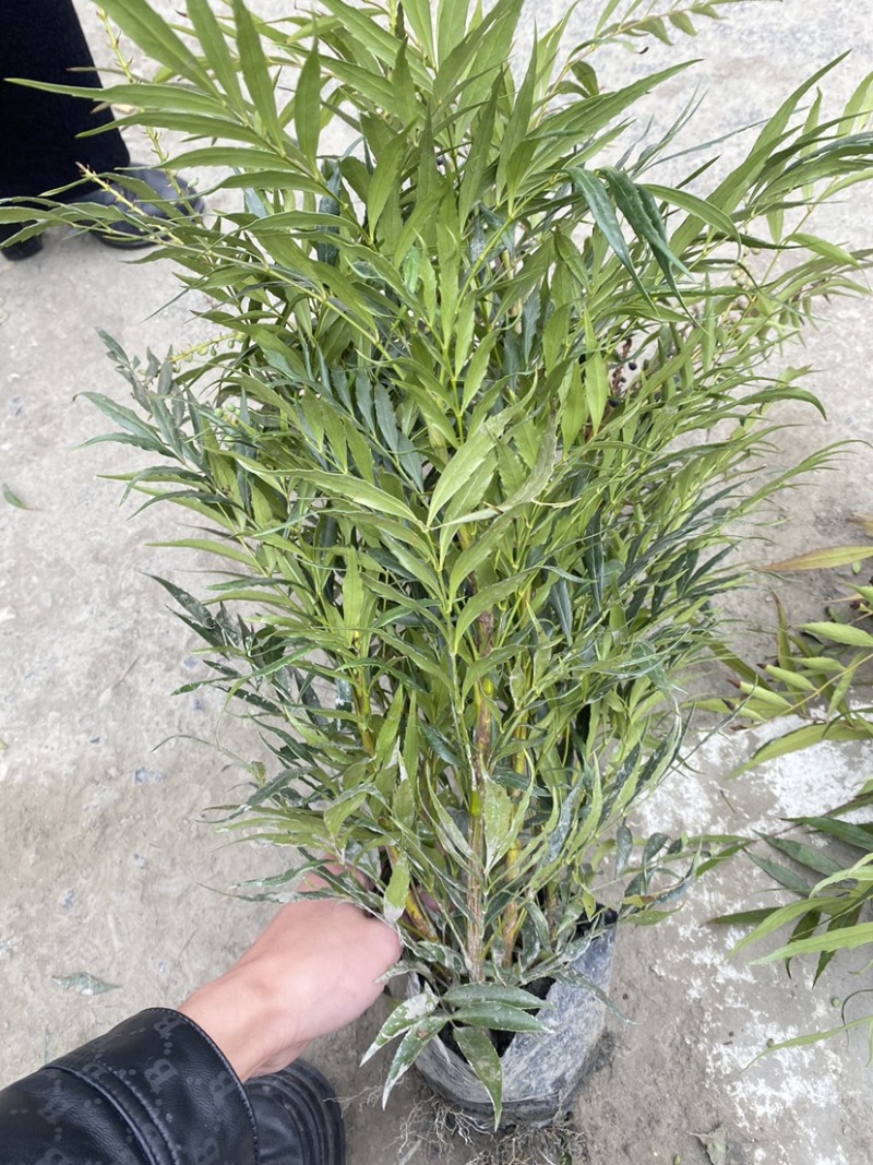 成都十大功劳杯苗4-7根苗一杯大量有货欢迎老板选购