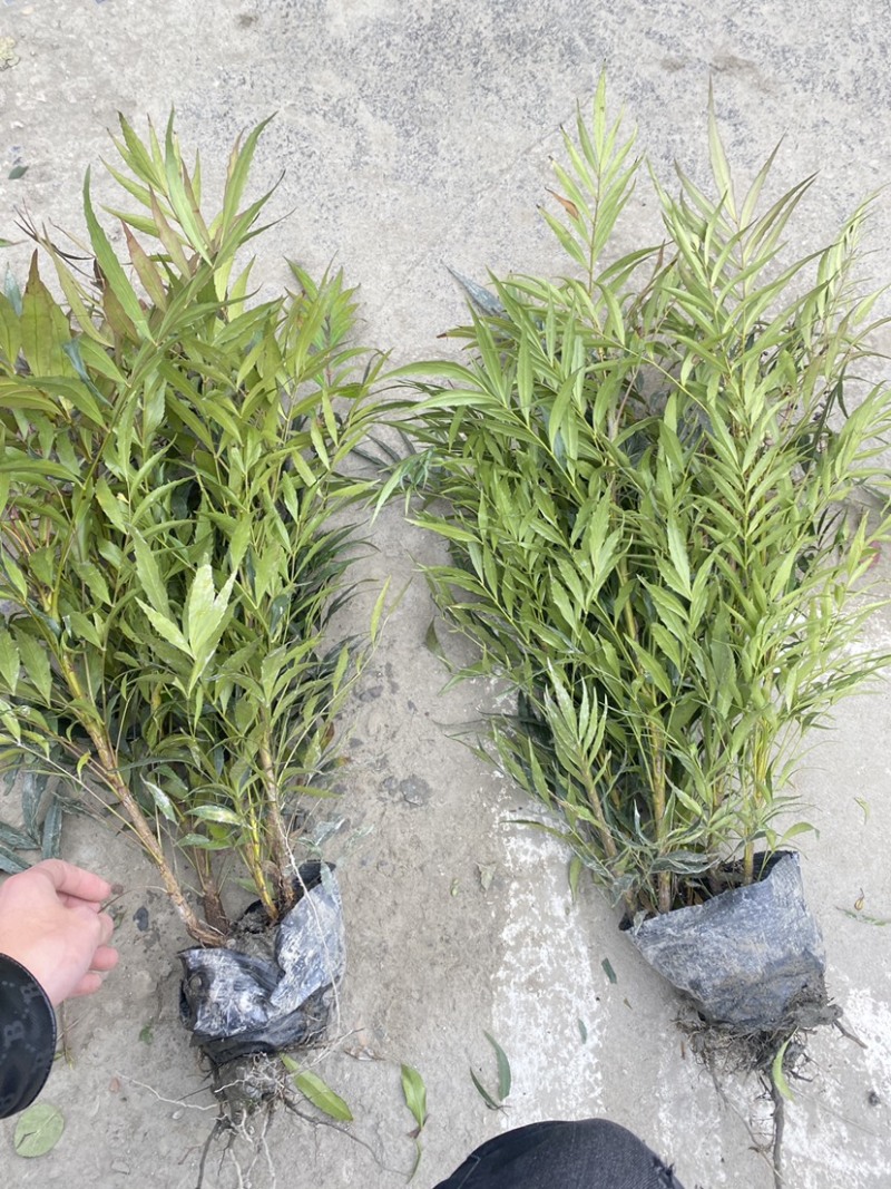 成都十大功劳杯苗4-7根苗一杯大量有货欢迎老板选购