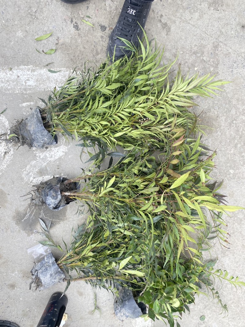 成都十大功劳杯苗4-7根苗一杯大量有货欢迎老板选购