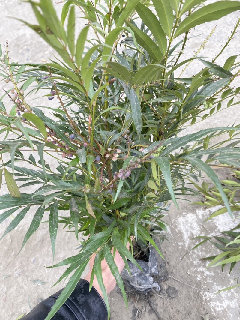 成都十大功劳杯苗4-7根苗一杯大量有货欢迎老板选购