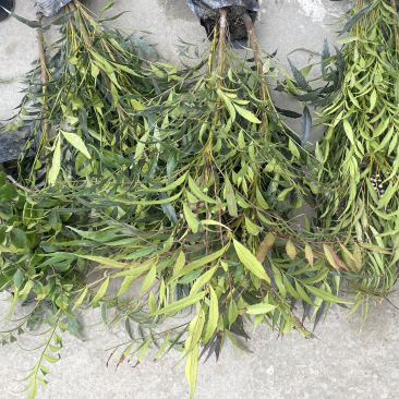 成都十大功劳杯苗4-7根苗一杯大量有货欢迎老板选购