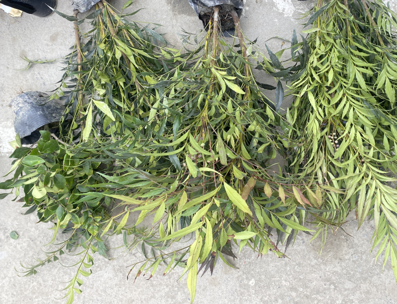 成都十大功劳杯苗4-7根苗一杯大量有货欢迎老板选购