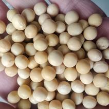 黄豆，东北一级大颗粒高蛋精品塔选大豆，袋装