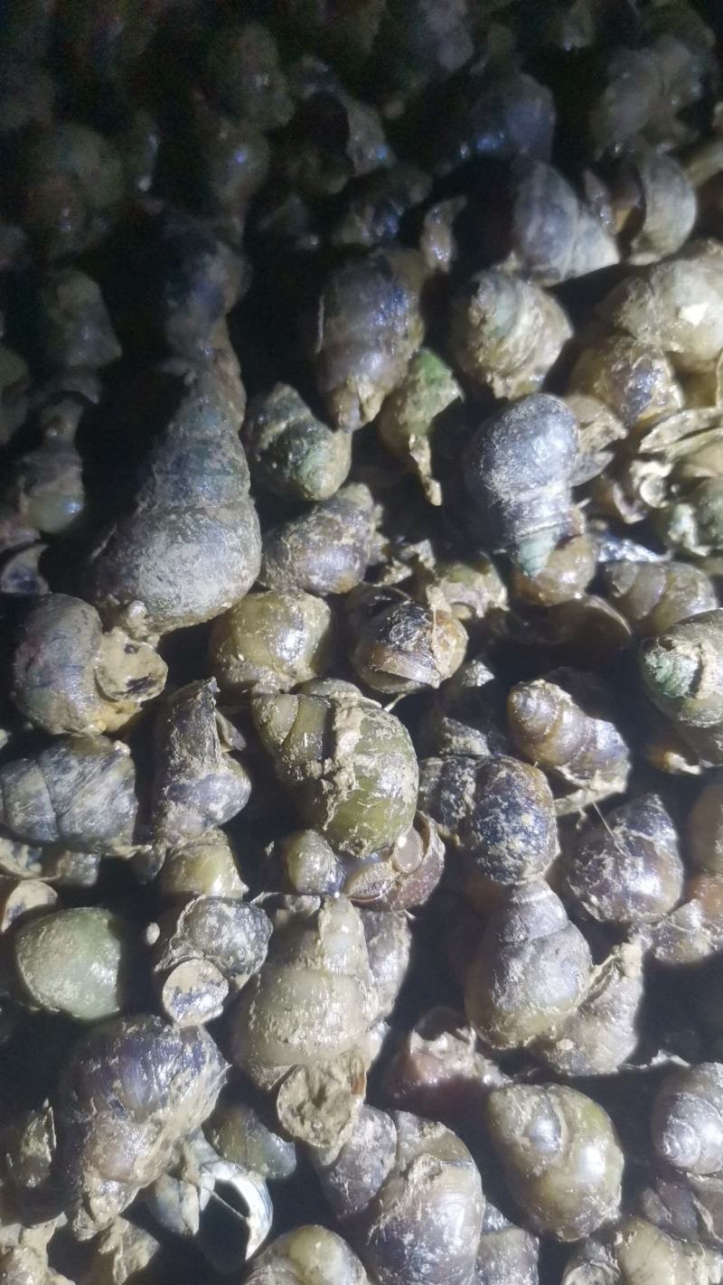 螺狮，田螺，食用螺，饲料螺，当天鲜货8吨起