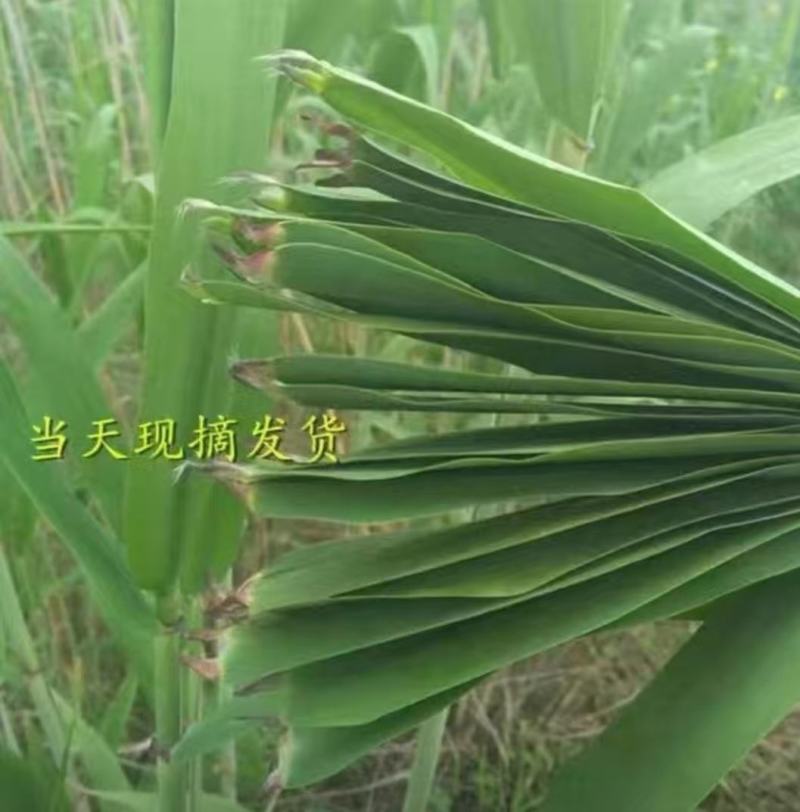 芦苇叶，棕子叶