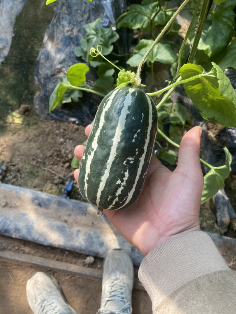 【推荐】博洋甜瓜万亩基地直发口感脆甜品质保证全国发货