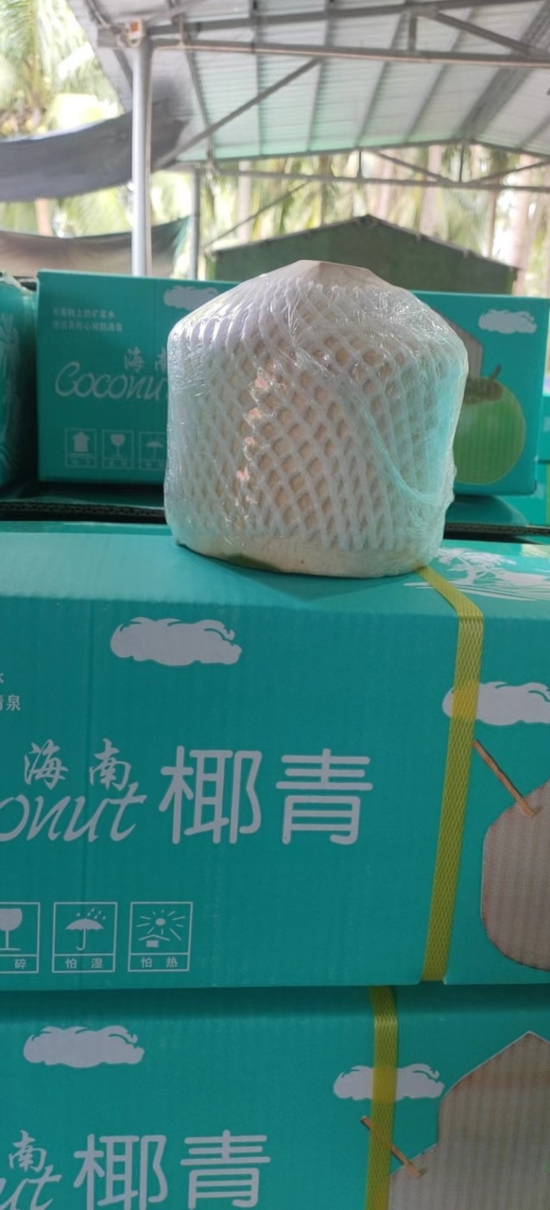 椰子产地货源支持视频看货一手货源量大从优