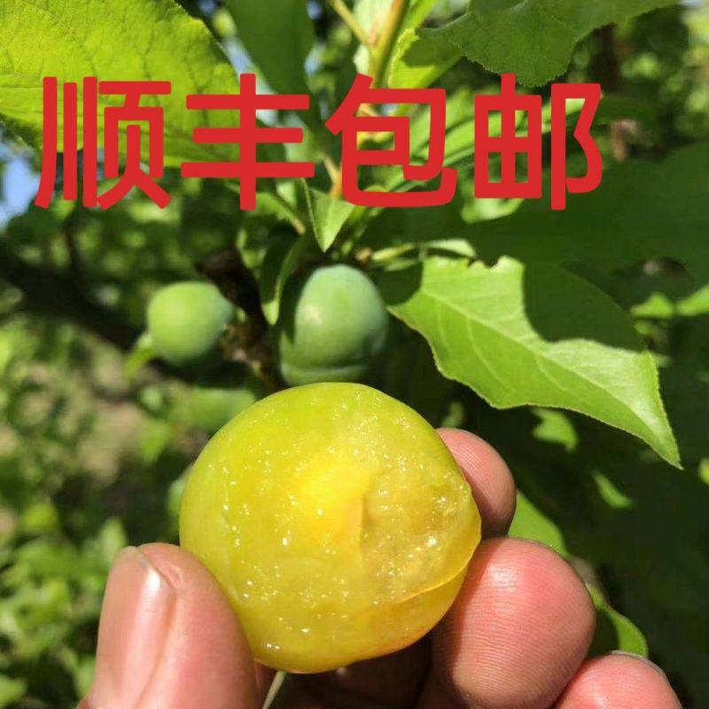 【一件代发】三月李1-3-5斤现货供应顺丰包邮酸脆可口