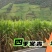 高产5号巨菌草种节牧草四季常青亩产35吨年收割4/6次