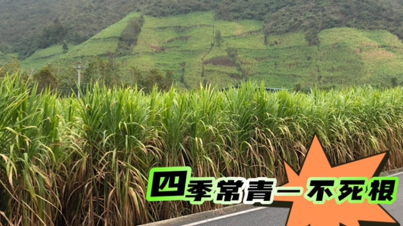 高产5号巨菌草种节牧草四季常青亩产35吨年收割4/6次