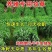 高产5号巨菌草种节牧草四季常青亩产35吨年收割4/6次