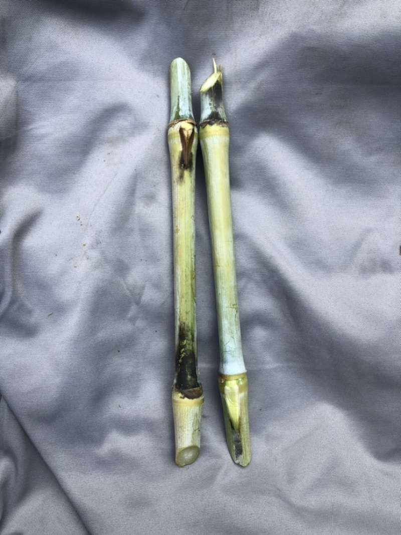 高产5号巨菌草种节牧草四季常青亩产35吨年收割4/6次