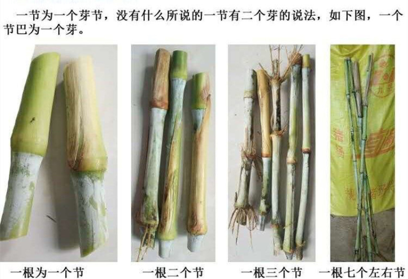 高产5号巨菌草种节牧草四季常青亩产35吨年收割4/6次
