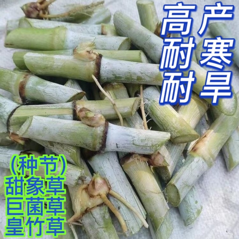 高产5号巨菌草种节牧草四季常青亩产35吨年收割4/6次