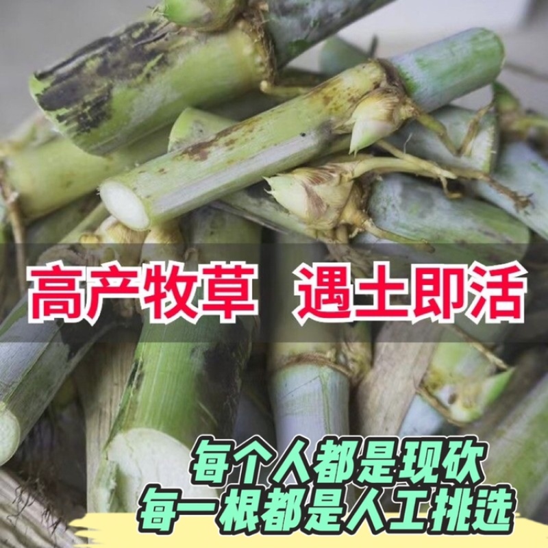 高产5号巨菌草种节牧草四季常青亩产35吨年收割4/6次