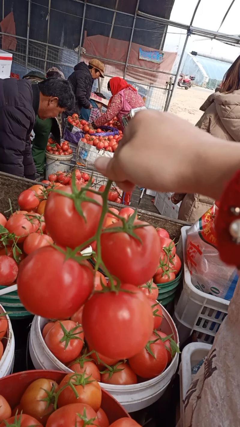 硬粉西红柿对接电商，社区团购，市场，超市支持各种包装