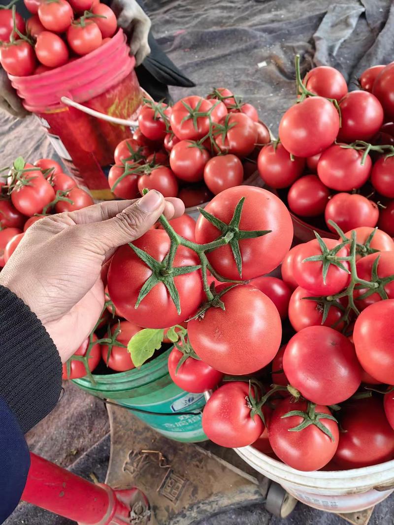 硬粉西红柿对接电商，社区团购，市场，超市支持各种包装