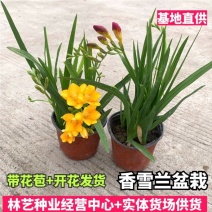 香雪兰盆栽室外室内浓香型小苍兰室内办公室客厅懒人盆栽