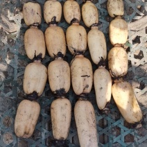 鄂莲6号精品莲藕，基地直发，一手货品，价格便宜