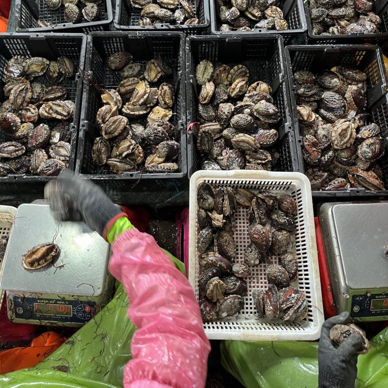 鲍鱼【海头厂家】活鲜鲍鱼鲍鱼肉冻鲍鱼小鲍鱼