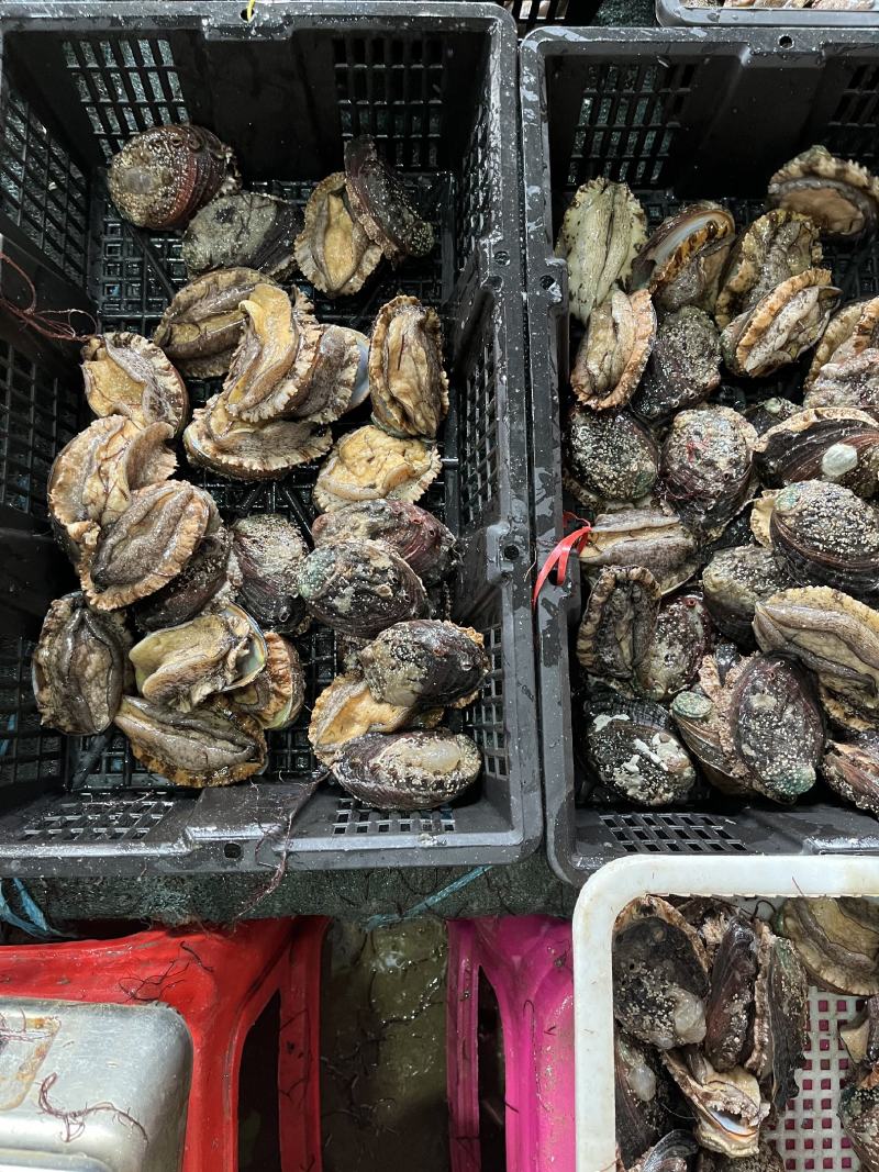 鲍鱼【海头厂家】活鲜鲍鱼鲍鱼肉冻鲍鱼小鲍鱼
