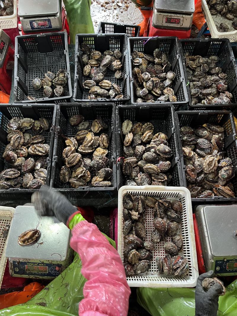 鲍鱼【海头厂家】活鲜鲍鱼鲍鱼肉冻鲍鱼小鲍鱼